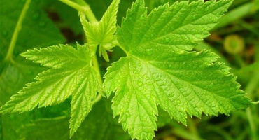 Léčivé vlastnosti listů černého rybízu a kontraindikace, výhody a poškození